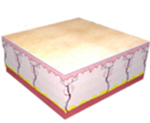 진정한 리프팅의 구현